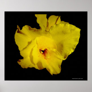 Yellow Cannas Canna Lilies Flower Photo Poster