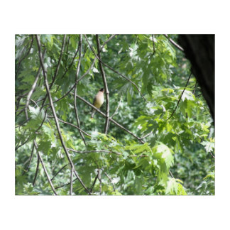 Yellow cardinal acrylic print