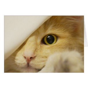 Yellow Cat Peeking Out Cards