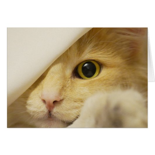 Yellow Cat Peeking Out Cards (Front Horizontal)