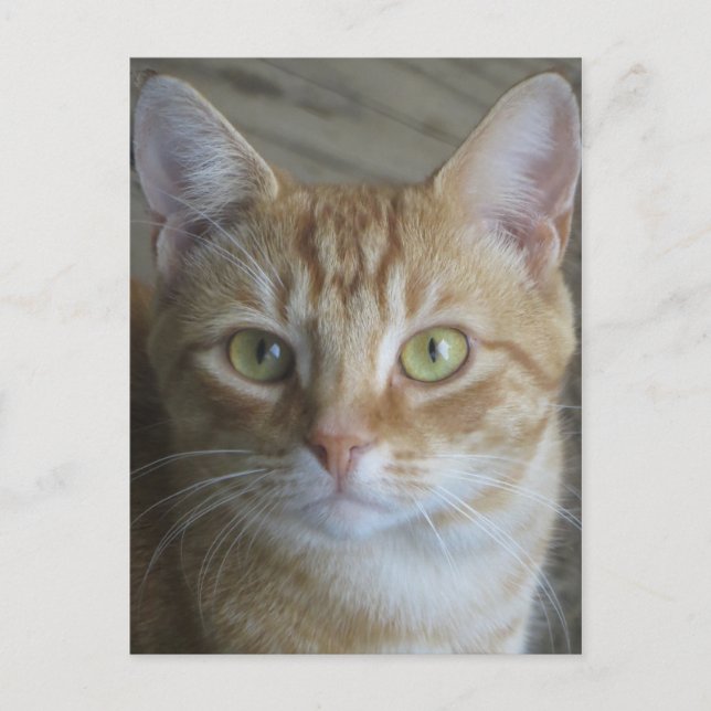 Yellow Cat Postcard (Front)