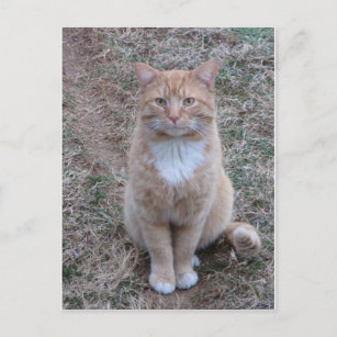 Yellow Cat Standing At Attention Postcard