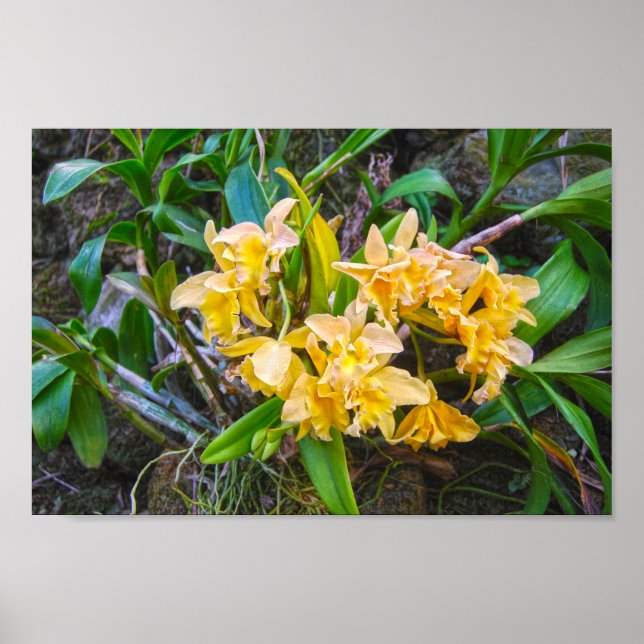 Yellow Cattleya Orchids in Hawaii Poster (Front)