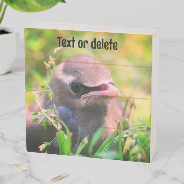 Yellow Cedar Waxwing Fledgling Bird Personalized Wooden Box Sign (In Situ Horizontal)