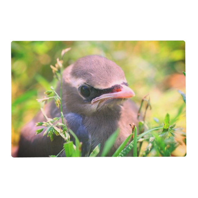 Yellow Cedar Waxwing Fledgling Bird    Placemat (Front)