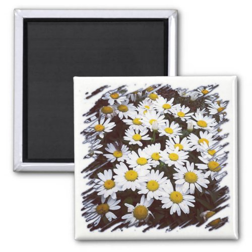 Yellow Center White Shasta Daisies Photograph Magnet