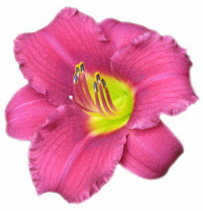 Pink Flower And Yellow Center Accessories Zazzle Yellow Centered Pink Flower Bag
