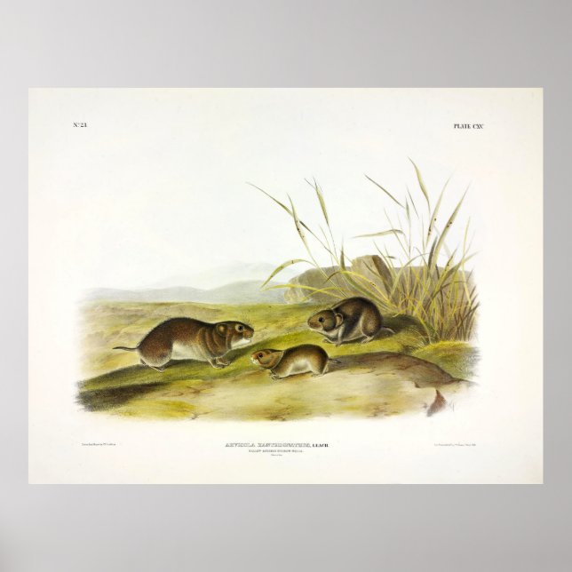 Yellow-cheeked Meadow-Mouse, Taiga Vole by Audubon Poster (Front)