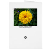 Yellow Chrysanthemum (Back)