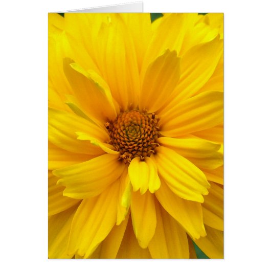 Yellow Chrysanthemum (Front)