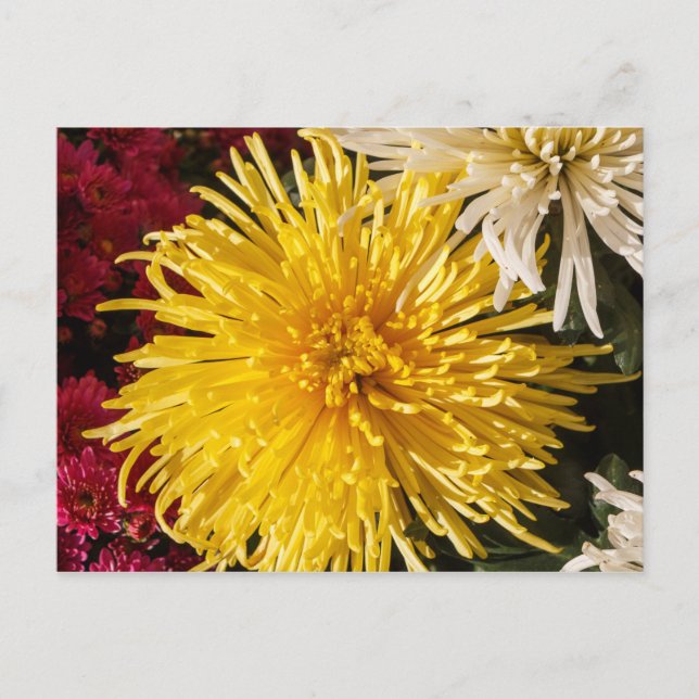 Yellow chrysanthemum flowers postcard (Front)