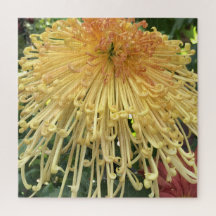 Yellow Chrysanthemum