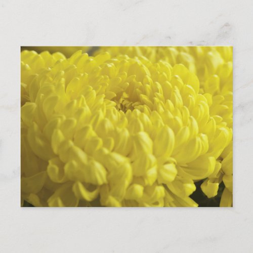 Yellow Chrysanthemum Macro Photograph Postcard