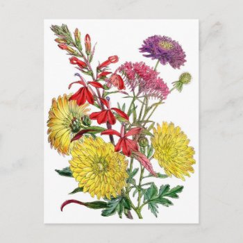 Yellow Chrysanthemums And Purple Scabiosa Flower Postcard by HTMimages at Zazzle