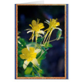Yellow Columbine. (Front)