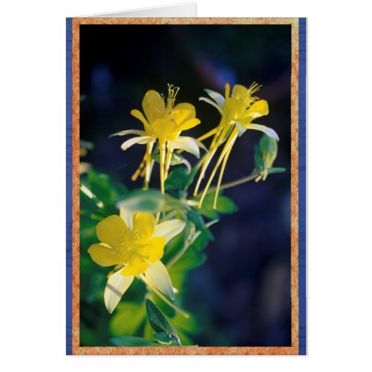 Yellow Columbine. Cards (Front)