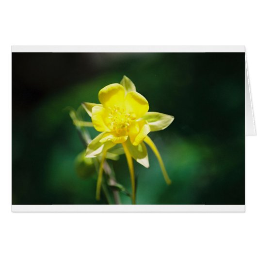 Yellow Columbine Wildflower Cards (Front Horizontal)