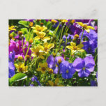 Yellow Coreopsis and Purple Violas Colorful Floral Postcard