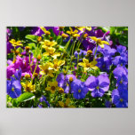 Yellow Coreopsis and Purple Violas Colorful Floral Poster