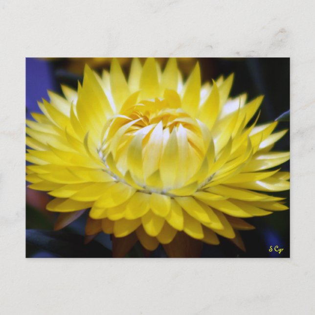 Yellow Cornflower Postcard (Front)