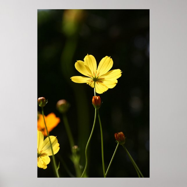 Yellow cosmos flower poster (Front)