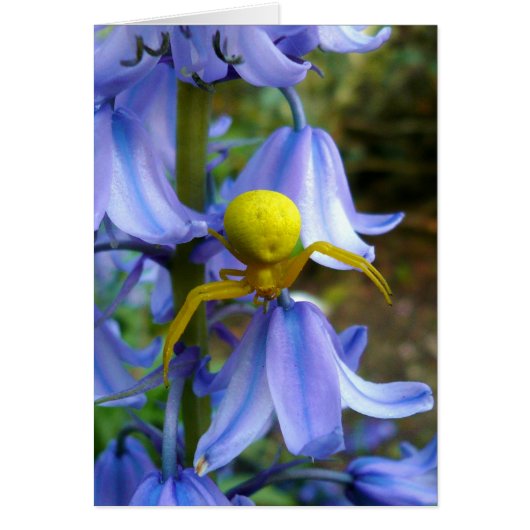 Yellow Crab / Flower Spider Cards (Front)