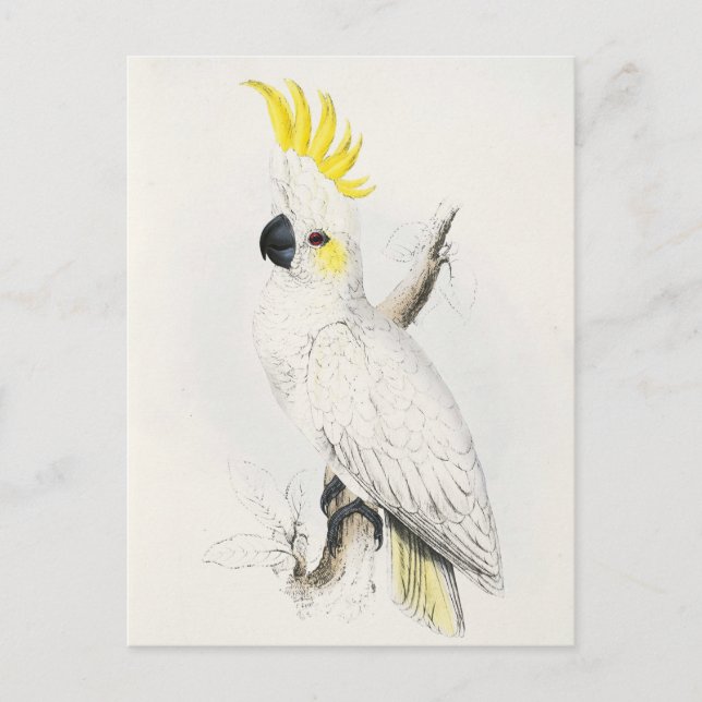 Yellow Crested Cockatoo Postcard (Front)