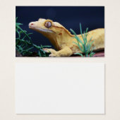 Yellow Crested Gecko Resting (Front & Back)