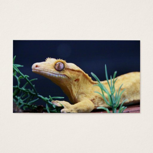 Customizable Yellow Crested Gecko Resting Business Cards