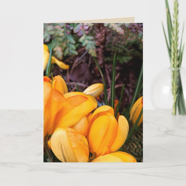 Yellow Crocus Blank Greeting Card (Front)
