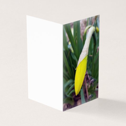 yellow crocus bud (Outside)