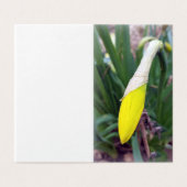 yellow crocus bud (Outside Unfolded)