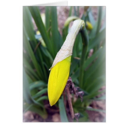 yellow crocus bud cards (Front)