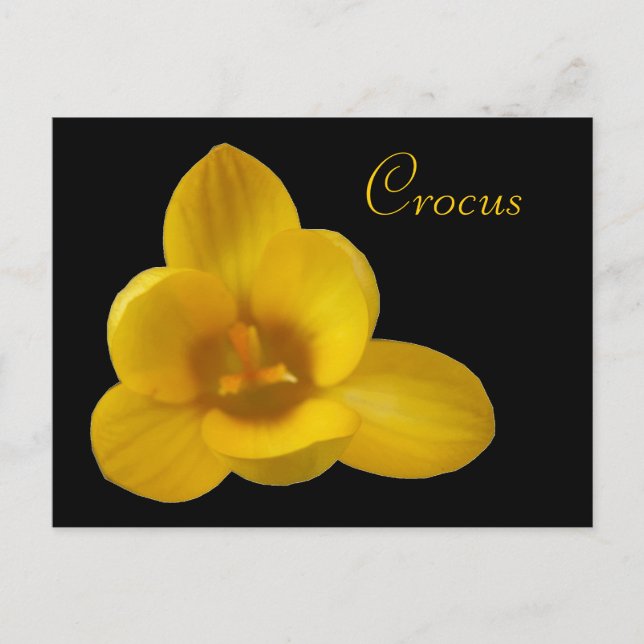 Yellow Crocus Customizable Postcard (Front)