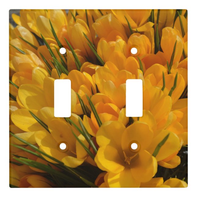 Yellow Crocus flavus - Golden Yellow Flowers  Light Switch Cover (Front)