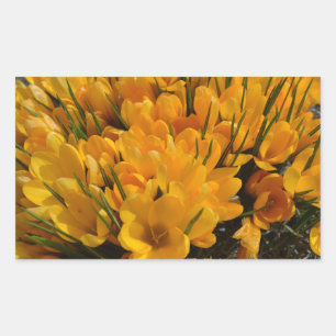 Yellow Crocus flavus - Golden Yellow Flowers Rectangular Sticker