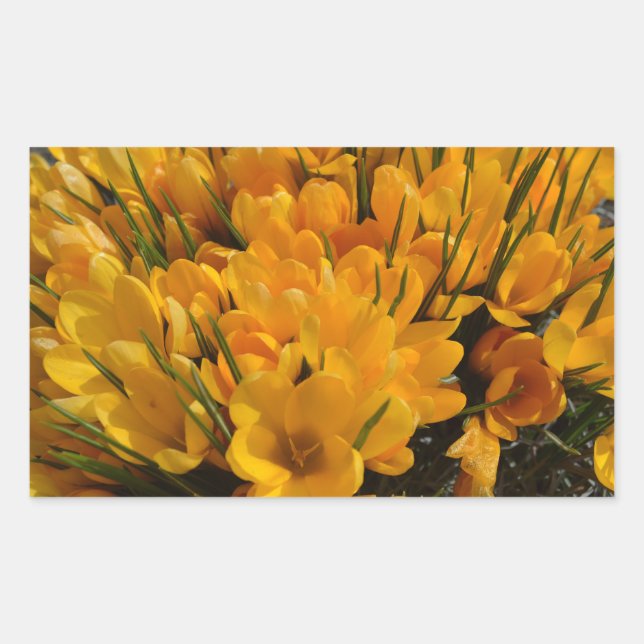 Yellow Crocus flavus - Golden Yellow Flowers  Rectangular Sticker (Front)