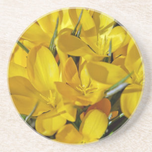 Yellow Crocus Flowers Sandstone Coaster