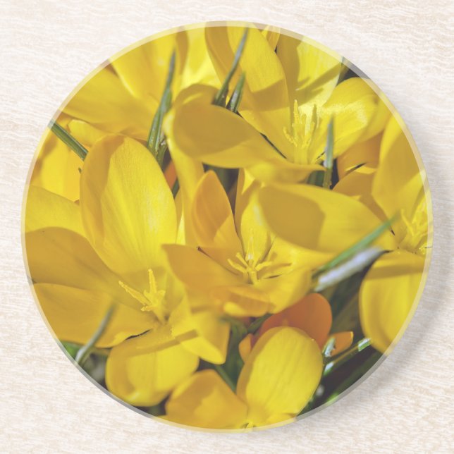 Yellow Crocus Flowers Sandstone Coaster (Front)