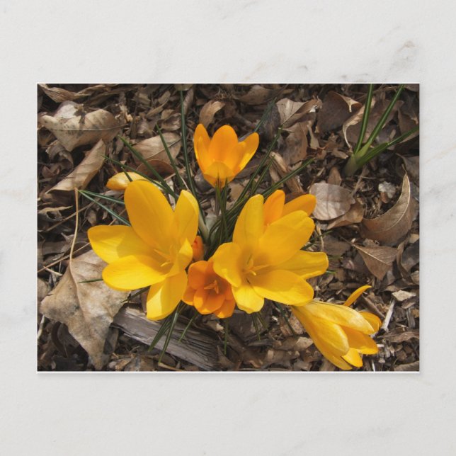Yellow Crocus Postcard (Front)