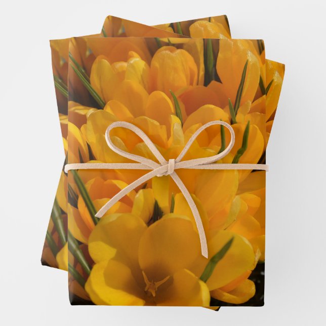 Yellow Crocuses - Happy Floral  Heralds of Spring Wrapping Paper Sheets (In situ)