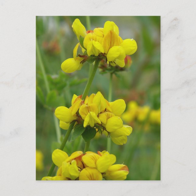Yellow Crown-vetch, Unalaska Island Postcard (Front)
