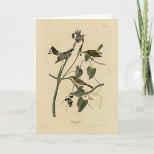 Yellow-crown Warbler - Audubon's Birds of America Card