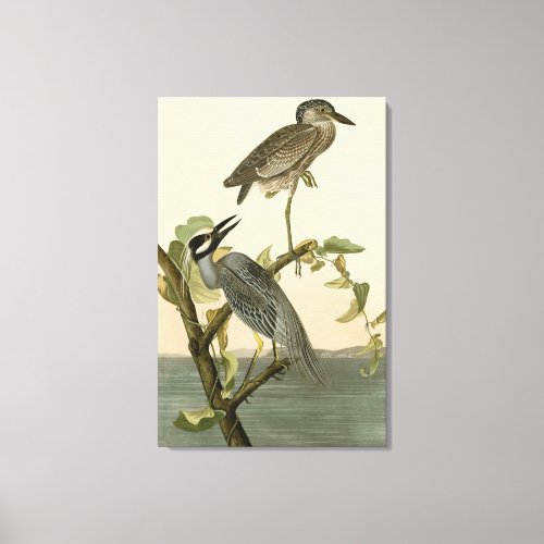 Yellow_Crowned Heron from Audubon Birds of America Canvas Print