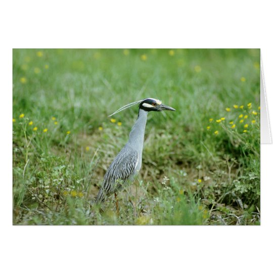 Yellow-crowned Night-Heron Card