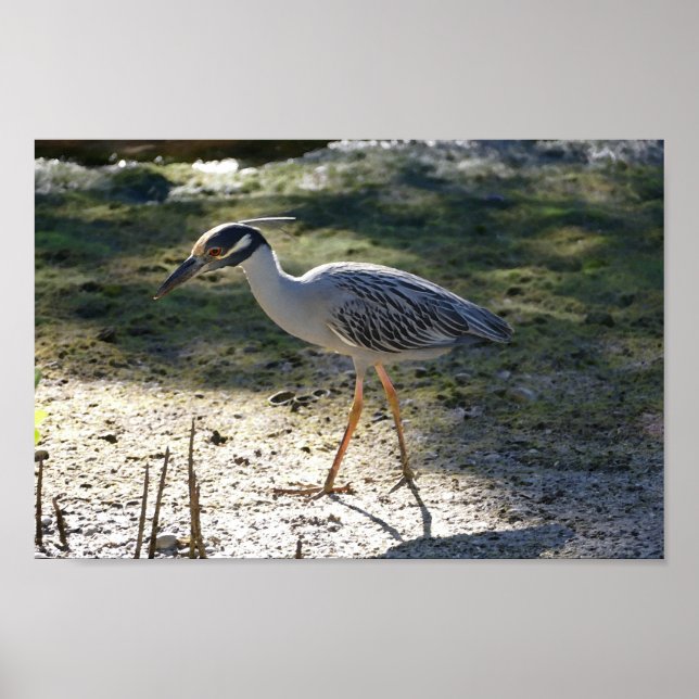 Yellow-Crowned Night Heron, Florida Poster (Front)