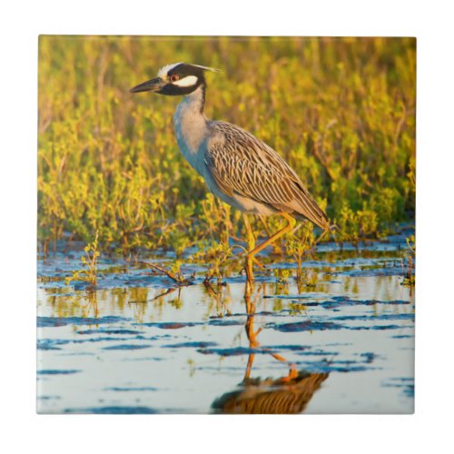 Yellow_Crowned Night_Heron Nyctanassa Violacea Tile