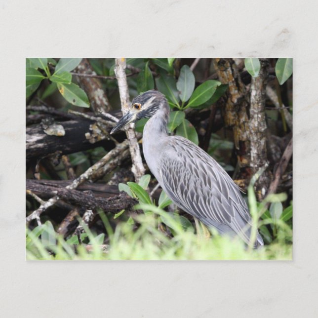 Yellow-Crowned Night Heron Postcard (Front)