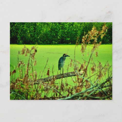 Yellow_Crowned Night Heron  Postcard