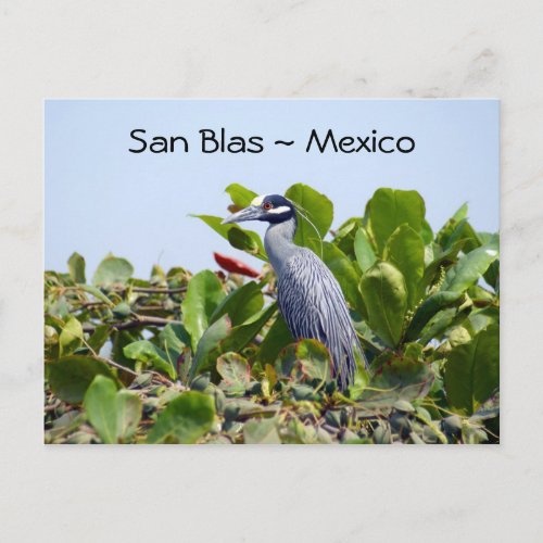 Yellow Crowned Night Heron Postcard